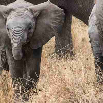 elephant-baby-safari-elephants-africa-59840