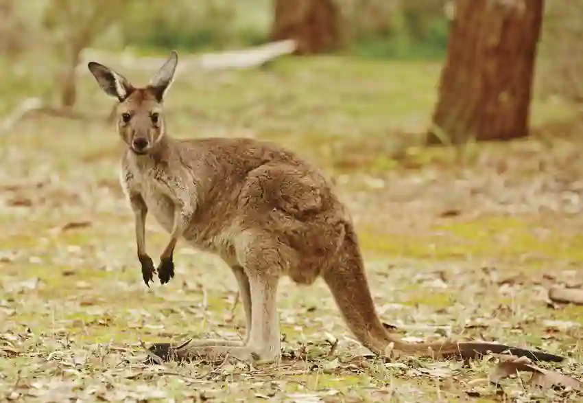 Kænguruen hviler let på sin hale, Australien