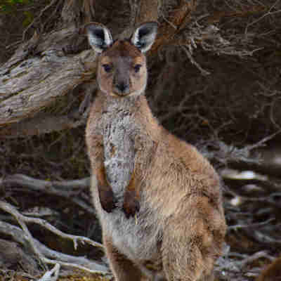 Kangaroo-Joey-Credit-Exceptional-Kangaroo-Island-1