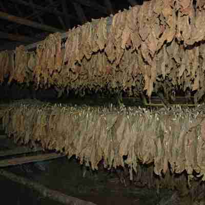 Der høstes tobak, Pinar del Rio - Valle de Vinales