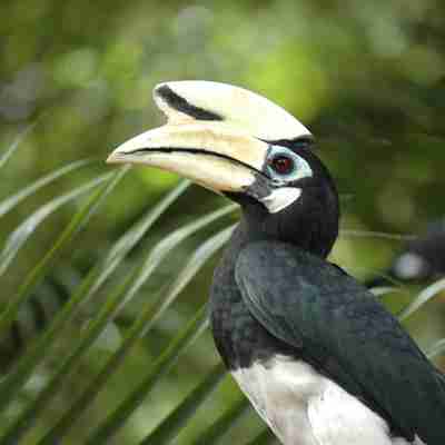 Borneo-Hornbill-TourismMalaysia