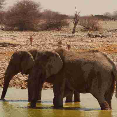 To elefanter slukker tørsten, Etosha, Namibia