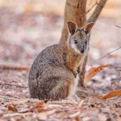 Exceptional-Kangaroo-Island-Tammar-Wallaby