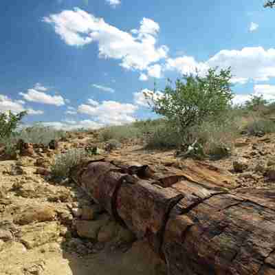 Namibie_Petrified_Forest_2010_03-crop
