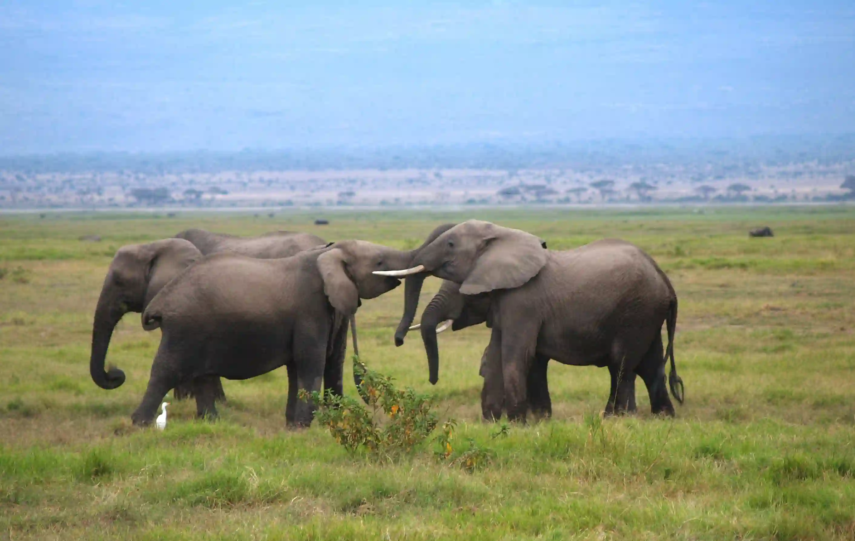 Amboseli i ekefanter, Kenya
