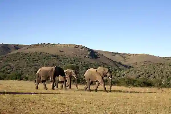 Elefanter i Addo, Sydafrika