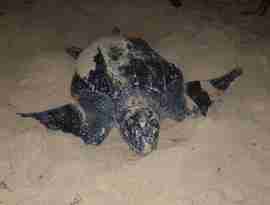 Skildpadde i Black Rock, Tobago
