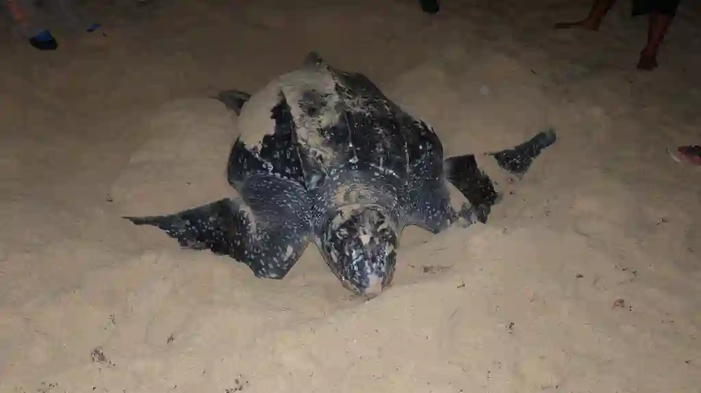 Skildpadde i Black Rock, Tobago