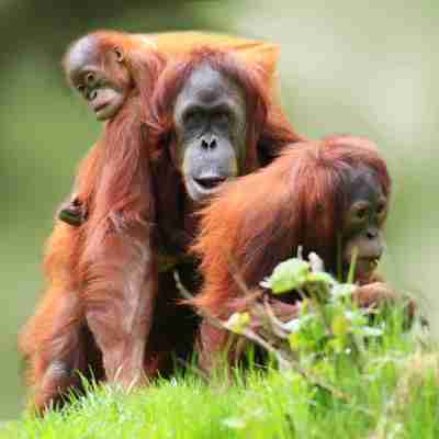 Orangutang med unger, Borneo