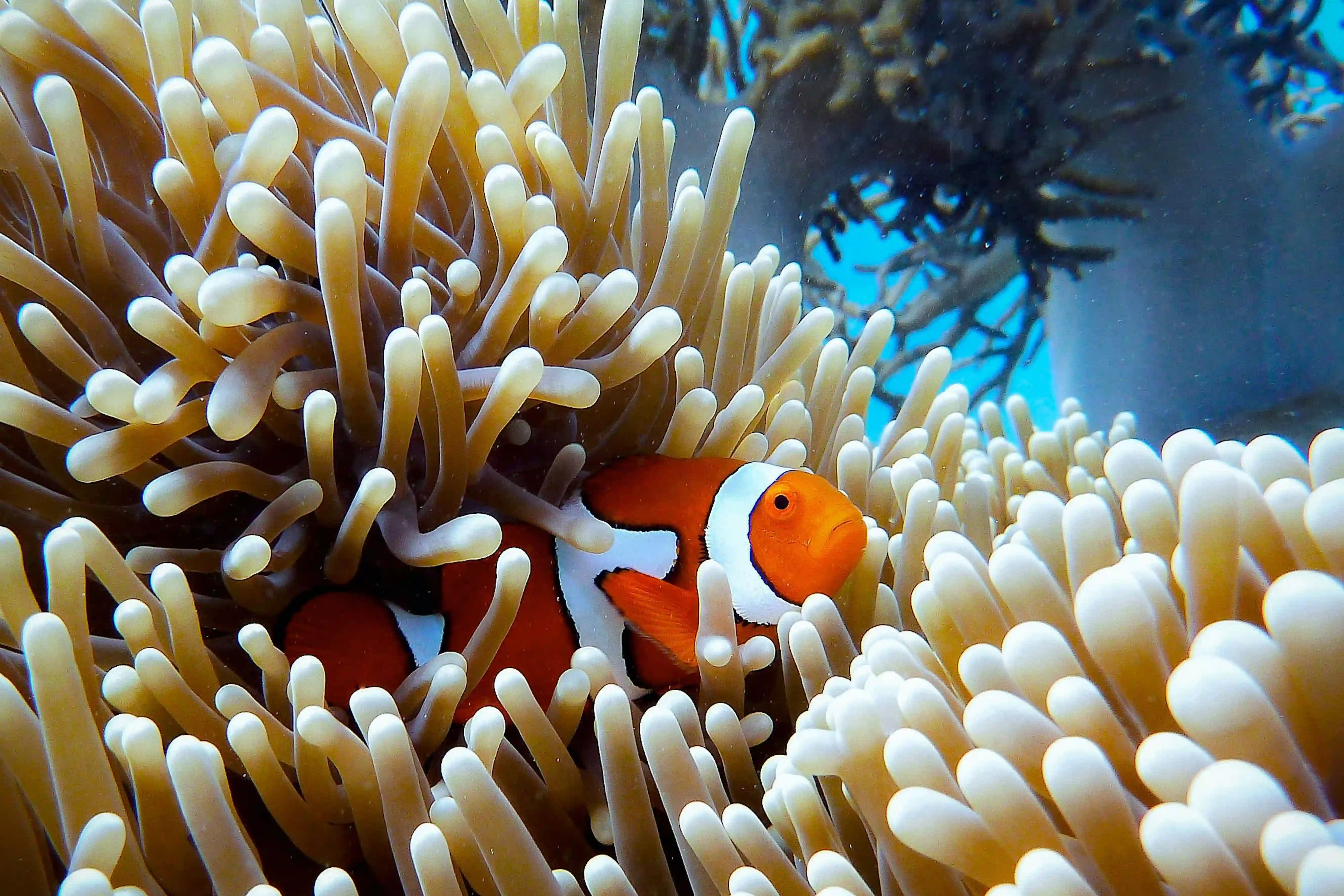 Great Barrier Reef, Dykning i Australien