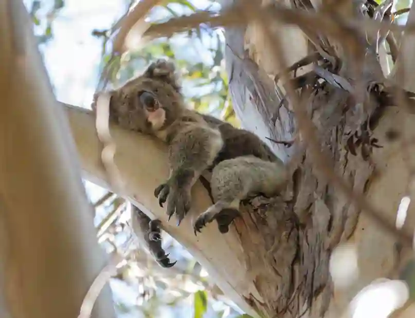 Koala der sover i træet, Australien