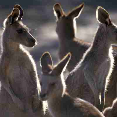 Kænguruer, Australien