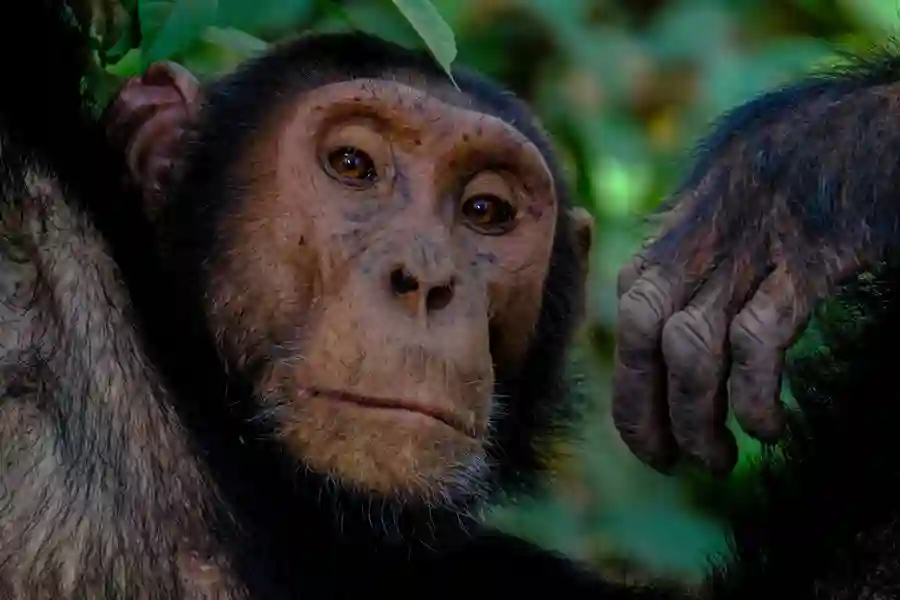 Se chimpanser i Uganda