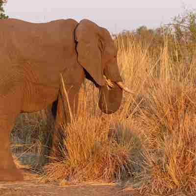 elefanter og dyr i afrika