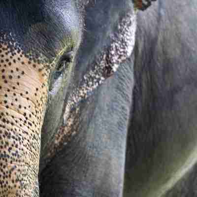 Kom tæt på elefanterne i Thailand