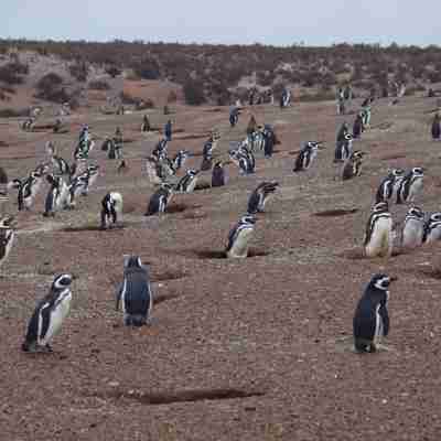 pingvin koloni