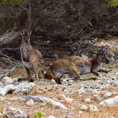 Exceptional-Kangaroo-Island-East-End-Explorer-Kangaroos-at-Pelican-Lagoon