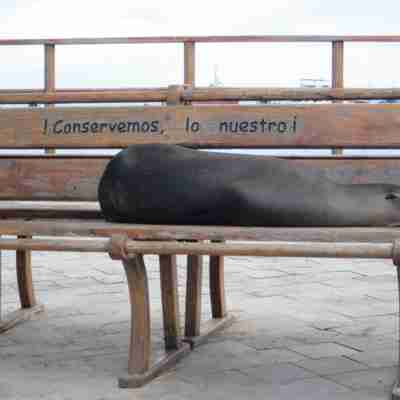 En lokal beboer tager en slapper på bænken på San Cristobal, Galapagos
