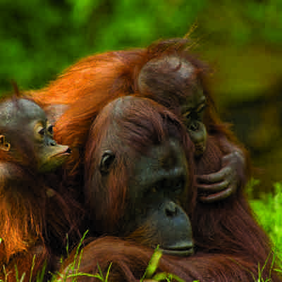 Orangitangfamilie, Borneo