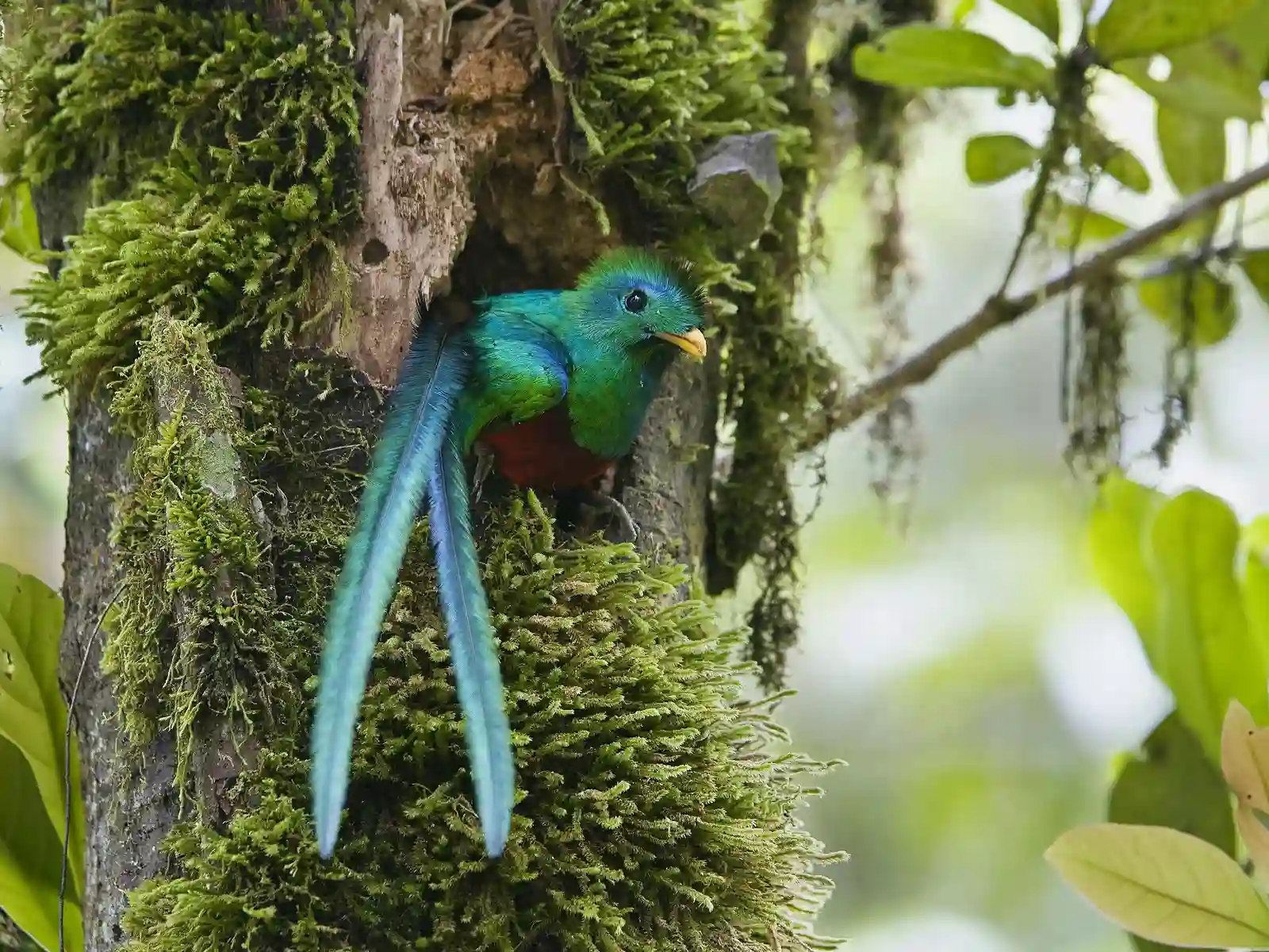 Den smukke quetzal er en fryd for øjet, Costa Rica