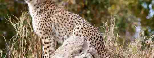 Gepard, Endangered Species Centre, Hoedspruit, Sydafrika