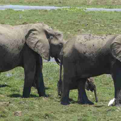 Elefanter med unge ved vandhuller, Mana Pools