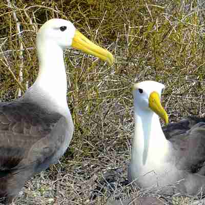 Albatros par på Galapagos