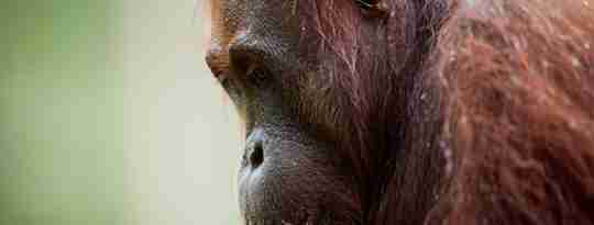 Stor han orangutang, Borneo, Malaysia