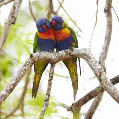 Rainbow lorikeets, Australien