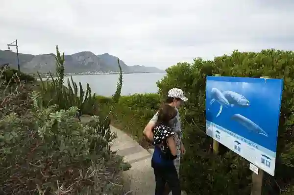 Der er gode gangstier med udsigt til hvalerne,  Whale Walk, Hermanus, Sydafrika