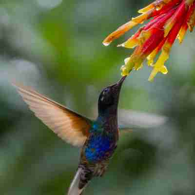 hummingbird-velvet-purple-coronet