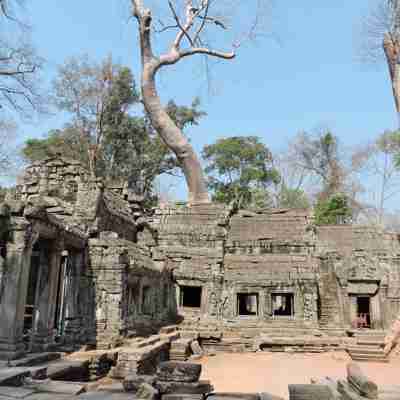 Et tilvokset tempel i Angkor komplekset
