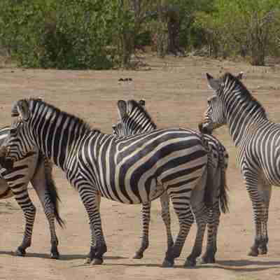 Fire zebraer i Zimbabwe
