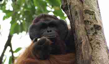 Orangutang, Borneo, Malaysia