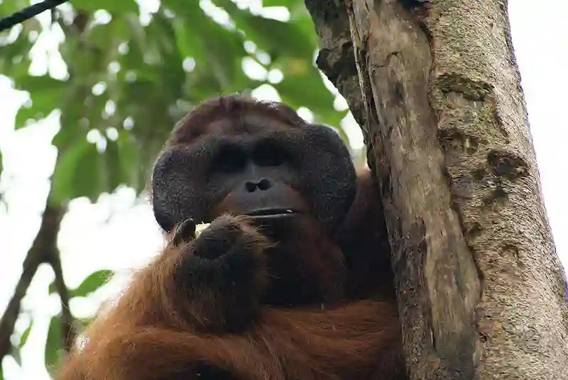 Orangutang, Borneo, Malaysia