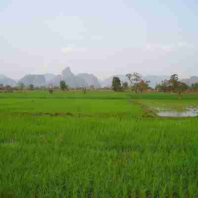 Flotte,grønne rismarker, Laos