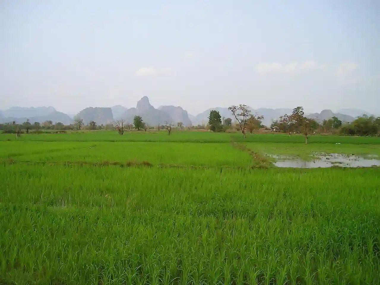 Flotte,grønne rismarker, Laos