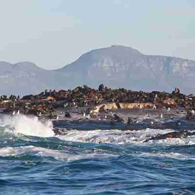 Seal island ved Hout Bay
