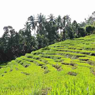 Grønne rismarker, Knuckles Ranges, Sri Lanka