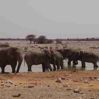 Elefanter med impalaer i baggrunden, Etosha, Namibia