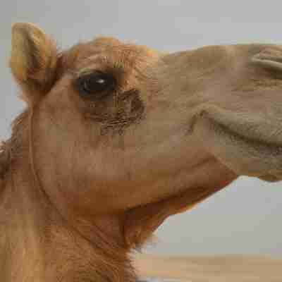En kamel i ørkenen