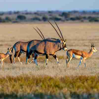 Flotte oryxer på ved over Nxai Pan, Botswana