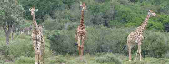 Giraffer, Sydafrika