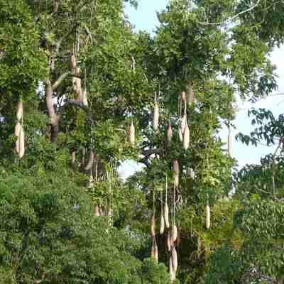 Træer i Murchison, Uganda