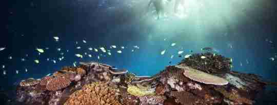 Flotte koraller på Great Barrier Reef, Australien