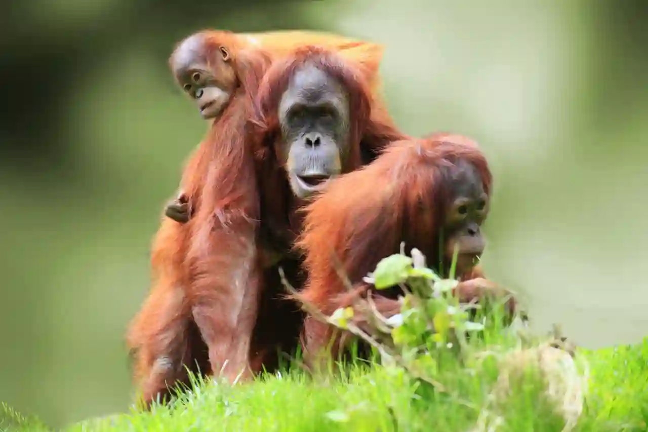 Orangutangmor med unge, Borneo, Malaysia.