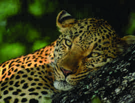 Leopard, Sydafrika