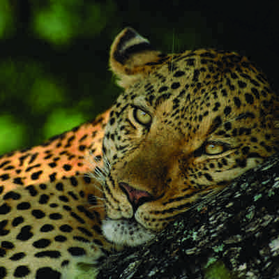 Leopard, Sydafrika
