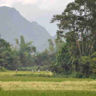 De lokale går igennem ris- og kornmarker ved Vang Vieng
