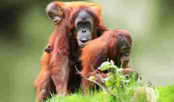 Orangutangmor med unge, Borneo, Malaysia - Copy